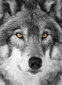 Carnet - 13 x 18 cm - Loup - 96 pages lignées et unies