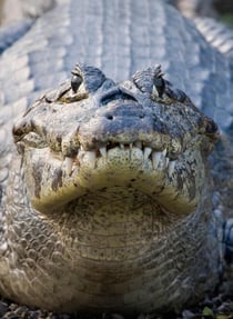 Crocodile