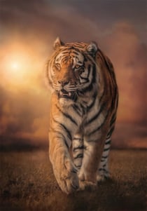 Puzzle 1000 pièces - Tiger