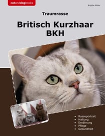 Traumrasse Britisch Kurzhaar - BKH