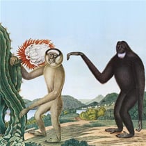Primates