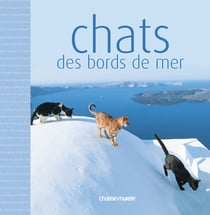 Chats des bord de mer