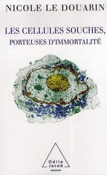 Les cellules souches, porteuses d immortalité