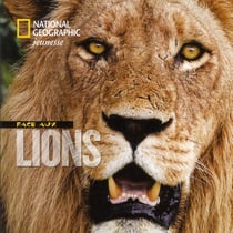 Face aux lions
