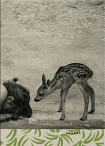 Summer of fawn