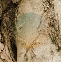 Maple, Ash, And Oaks: Cedars Instrumentals