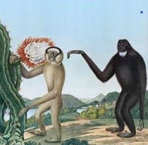 Primates