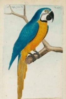 Carnet ligné Ara bleu, dessin 18e siècle
