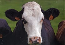 Calendrier fous de vaches 2009