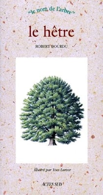 Le hetre - le nom de l'arbre (naissance le 22 decembre)