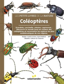 Coléoptères
