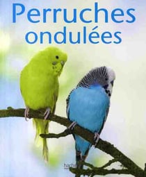 Perruches ondulées