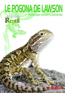 Le pogona de Lawson