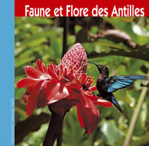 Faune et flore des antilles