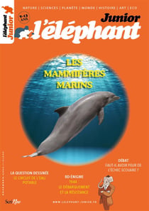 L'éléphant junior n.22