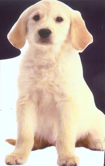 Pop corn, le chiot