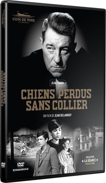 Chiens perdus sans collier