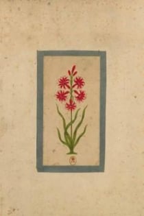 Carnet ligne fleur 1, miniature indienne 18e siecle