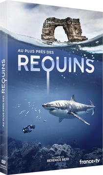 Au plus près des requins