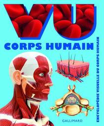 Vu corps humain