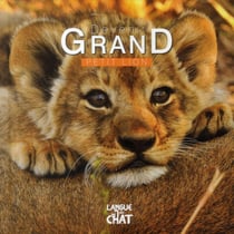 Petit Lion