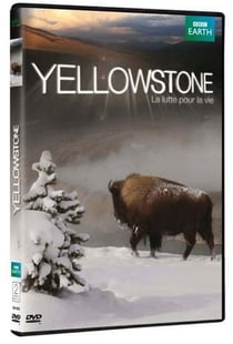 Yellowstone, la lutte pour la vie