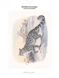 Tirage : panthère des neiges