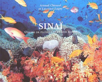 Sinaï - visions de plongeurs en mer rouge