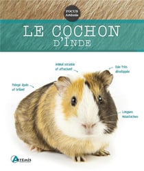 Le cochon d'Inde