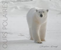 Ours polaires