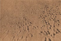 Beach pictures, 1969-70 anthony hernandez