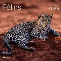 Félins (édition 2026)