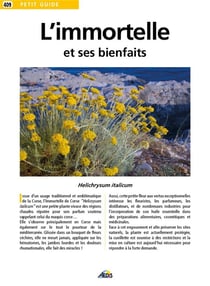 L'immortelle et ses bienfaits