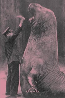 Trois zoos humains