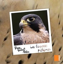 PEAU, POILS ET PATTES : le faucon pèlerin