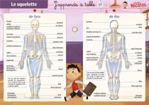 J'apprends à table avec le petit nicolas t.11 - le squelette/les muscles