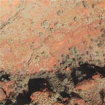 Tropic of Capricorn - édition colorée