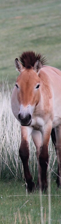 MQPG018 - MONGOLIE