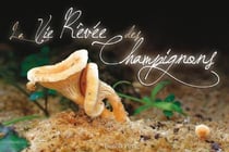 La vie rêvée des champignons