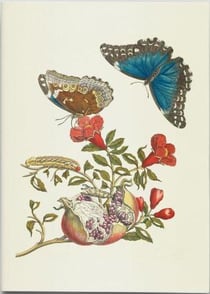 Carnet de notes et lectures : métamorphose des papillons