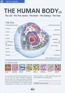 The human body t.2