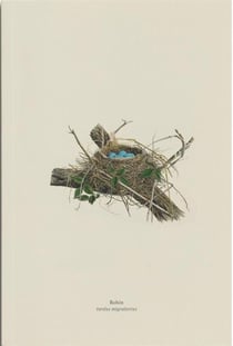 Carnet merle d'amerique (robin, turdus migratorius)