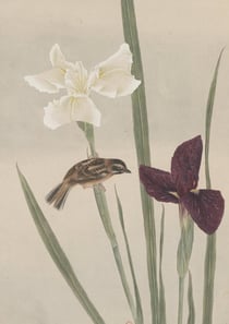 Carnet : Fleurs et oiseaux