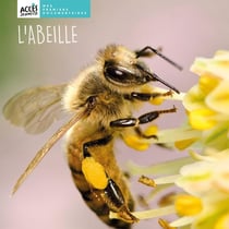 L'abeille