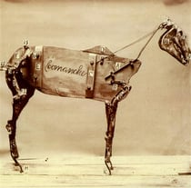 Horse comanche