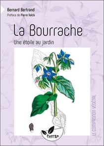 La bourrache, une étoile au jardin