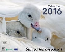 Calendrier 2016. suivez les oiseaux !