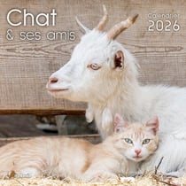 Chat et ses amis (édition 2026)