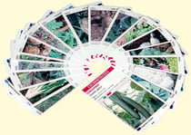 Legum'cartes