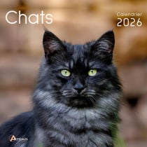 Chats (édition 2026)